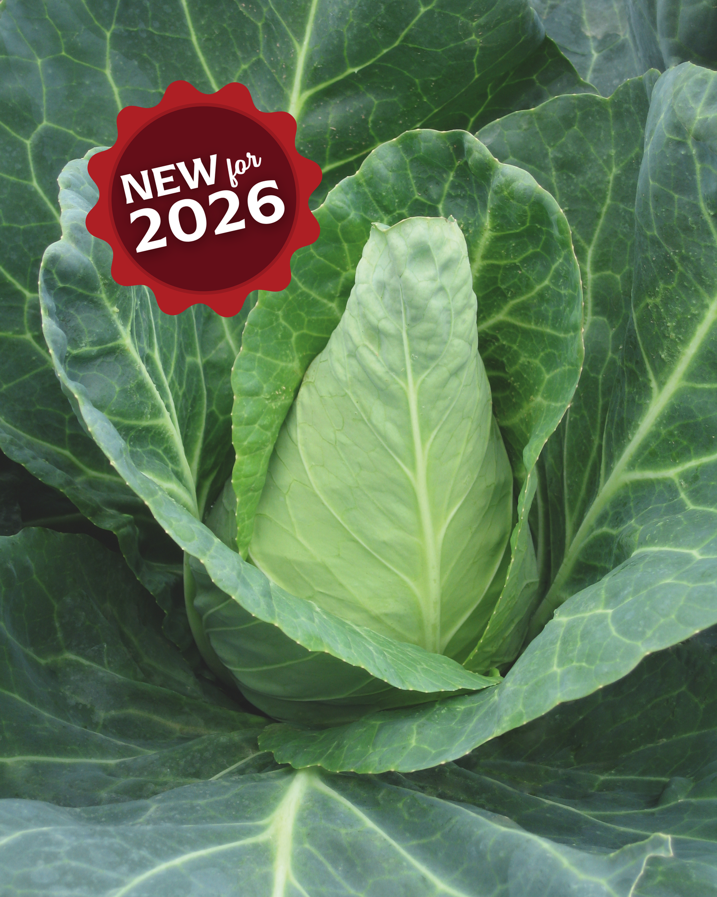 Packet of Caraflex Hybrid Cabbage Seeds from Seeds 'n Such, showing 25 to 30 seeds in a colorful packet.