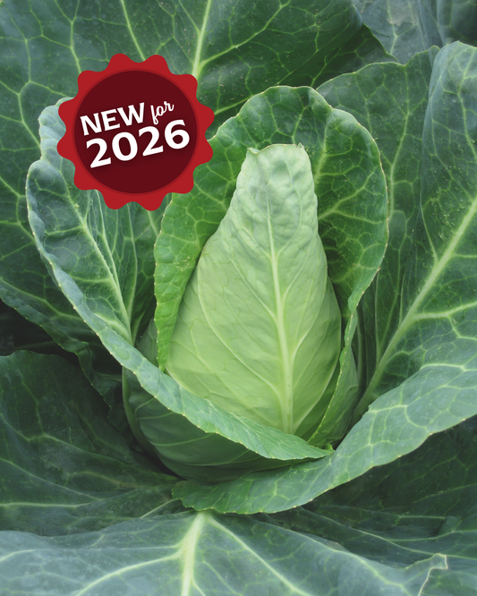 Packet of Caraflex Hybrid Cabbage Seeds from Seeds 'n Such, showing 25 to 30 seeds in a colorful packet.