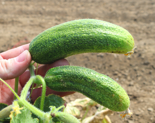 Packet of Corentine Pickling Hybrid Cucumber Seeds by Seeds 'n Such, showing 25 to 30 seeds in a resealable packet.