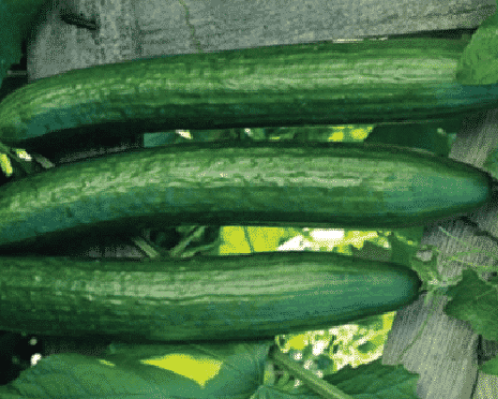 Packet of Seeds 'n Such Early Spring Burpless Hybrid Cucumber Seeds with 25 to 30 seeds for planting.