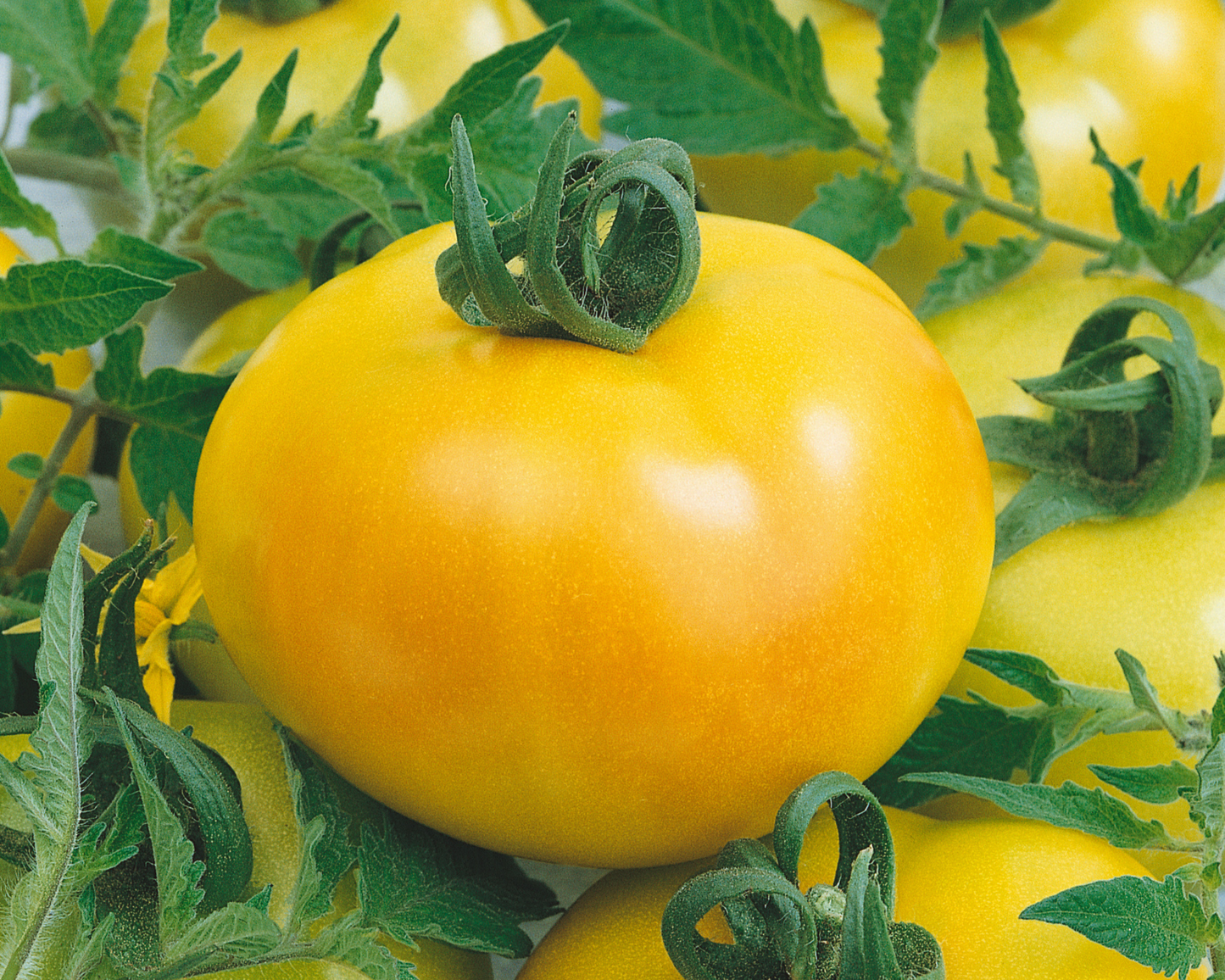 Packet of Seeds 'n Such Fried Green Hybrid Tomato Seeds with 25-30 seeds for planting and growing green tomatoes.