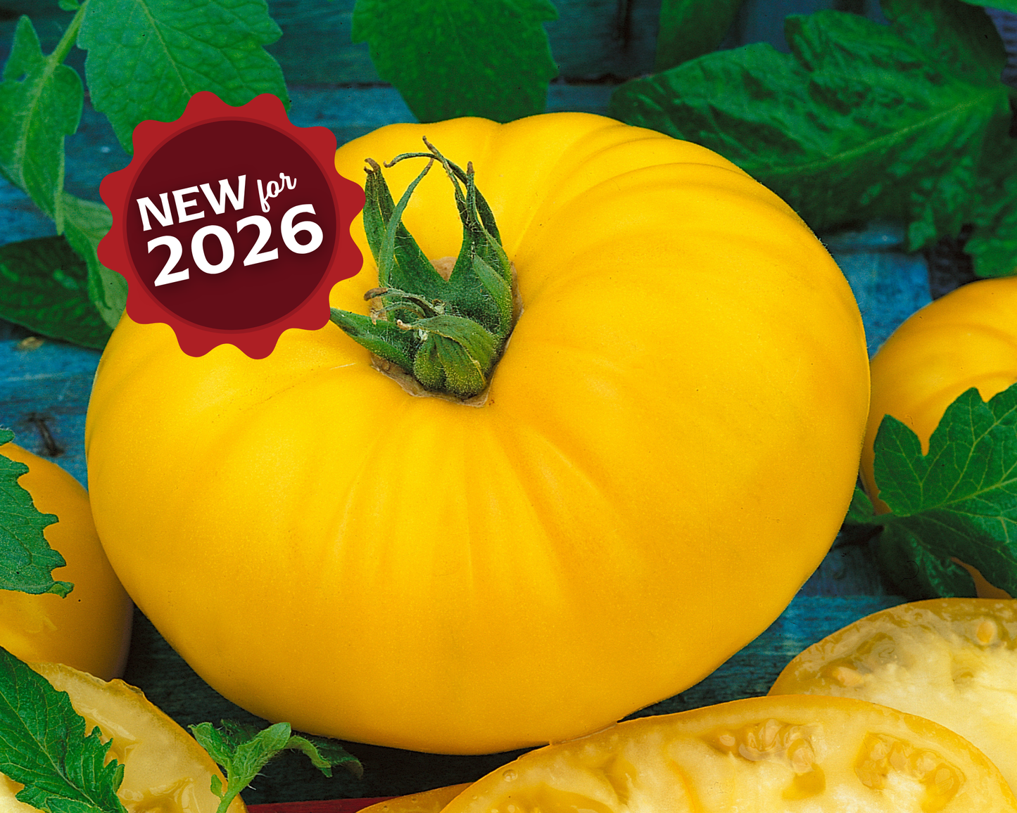 Packet of Seeds 'n Such Giant Belgium Yellow Tomato Seeds showing bright yellow tomato seeds and packaging.