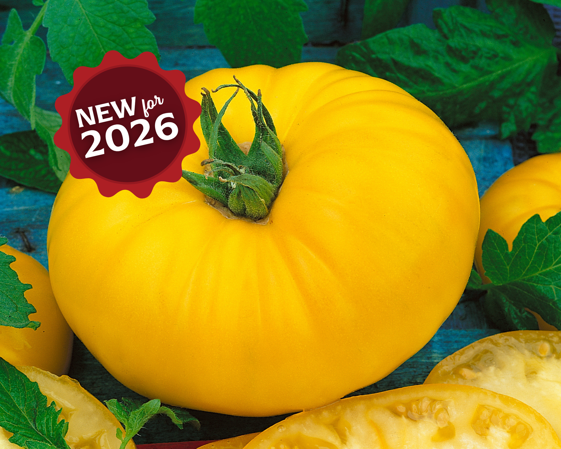 Packet of Seeds 'n Such Giant Belgium Yellow Tomato Seeds showing bright yellow tomato seeds and packaging.