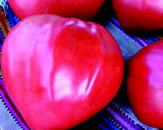 Packet of Seeds 'n Such Giant Oxheart Tomato Seeds showing a clear label with 25-30 seeds inside the packet.