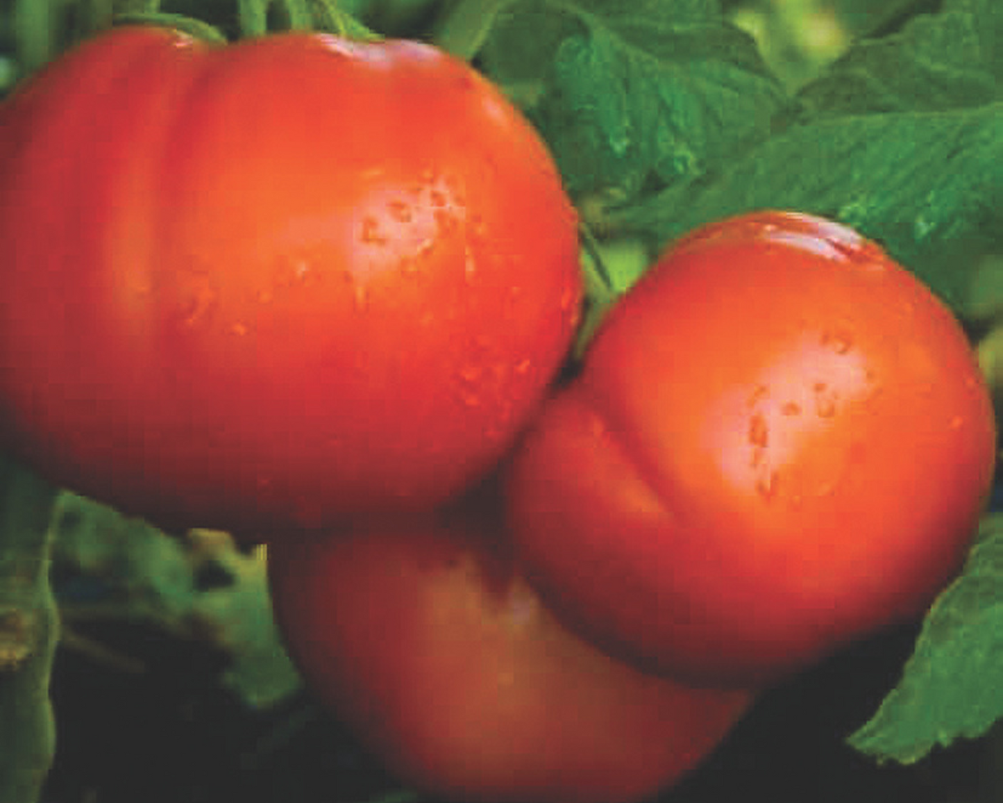 Packet of Goliath Italian Hybrid Tomato Seeds by Seeds 'n Such showing 25 to 30 seeds in the packet.