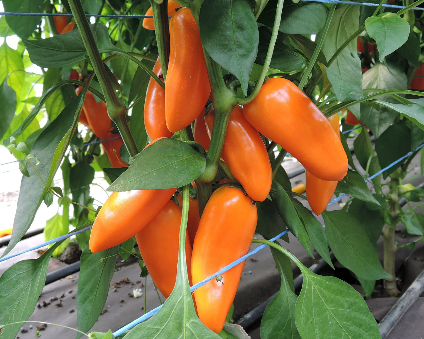 Hamik Hybrid Pepper Seeds packet from Seeds 'n Such showing 25 to 30 pepper seeds for planting.