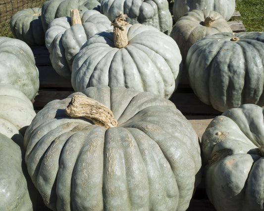 Packet of Seeds 'n Such Jarrahdale Pumpkin Seeds showing 25 to 30 seeds in a clear packet.