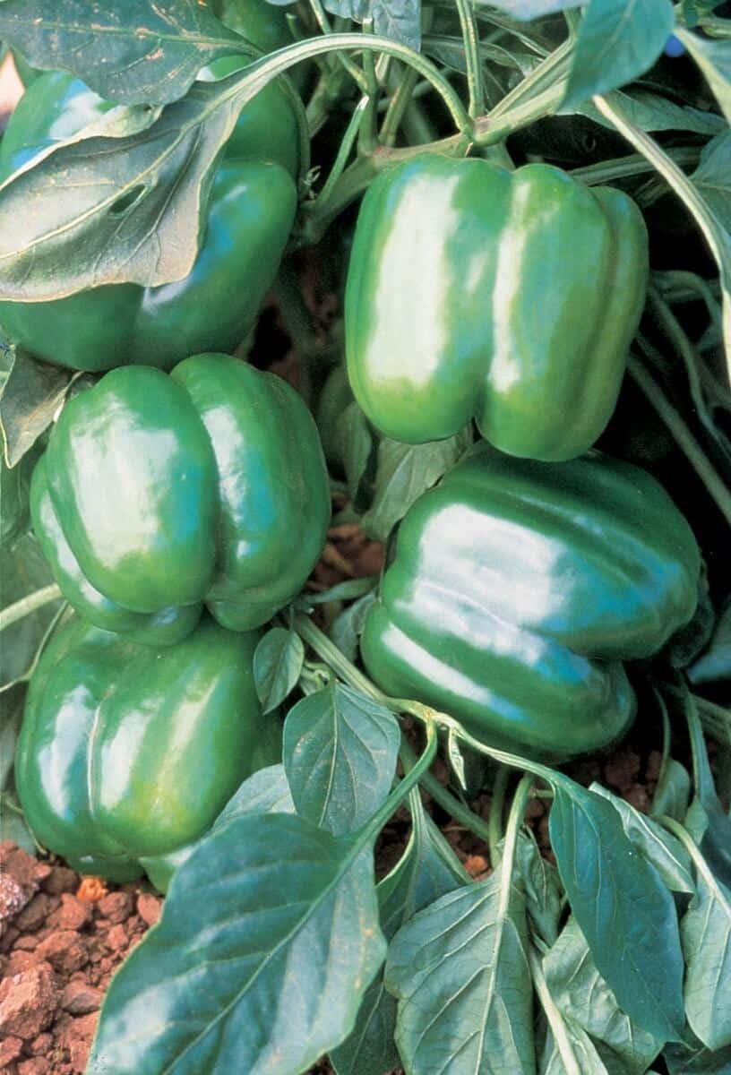 Packet of Seeds 'n Such Jupiter Bell Pepper Seeds showing 25 to 30 seeds in a printed packet.