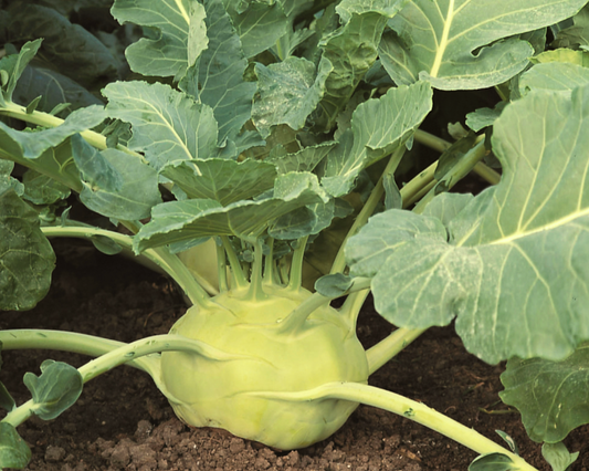 Packet of Kossak Hybrid Kohlrabi Seeds by Seeds 'n Such showing 25 to 30 seeds in a labeled seed packet.