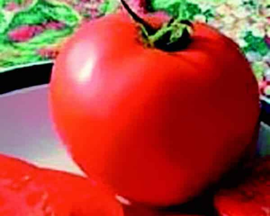 Packet of Seeds 'n Such Legend Tomato Seeds containing 25 to 30 seeds for growing delicious, high-yield tomato plants.