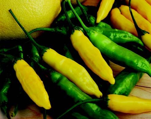 Packet of Seeds 'n Such Lemon Drop Hot Pepper Seeds showing 25 to 30 vibrant seed grains in the packet