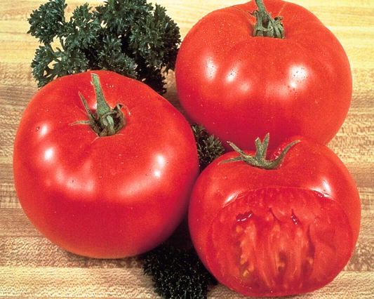 Packet of Seeds 'n Such Mega Tom Giant Tomato Seeds showing 25 to 30 seeds in a colorful packet.