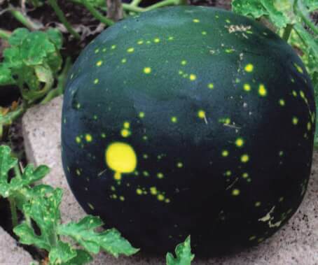 Packet of Seeds 'n Such Moon & Stars Watermelon Seeds showing a colorful seed packet with moon and star designs.