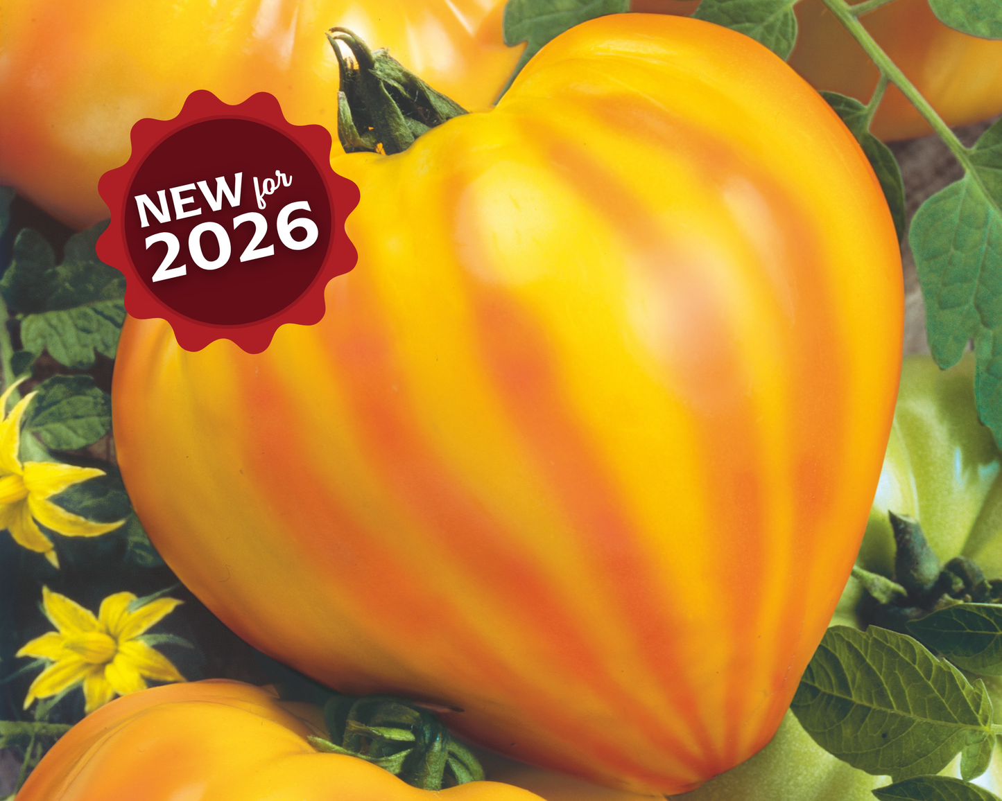 Oxheart striped bicolor tomato seeds from Seeds 'n Such in a packet showing vibrant seed details and colorful seed packet design.