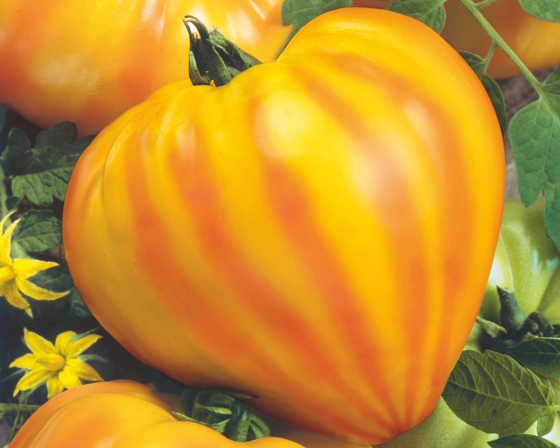 Oxheart striped bicolor tomato seeds from Seeds 'n Such in a packet with 25 to 30 seeds, ideal for home gardening.