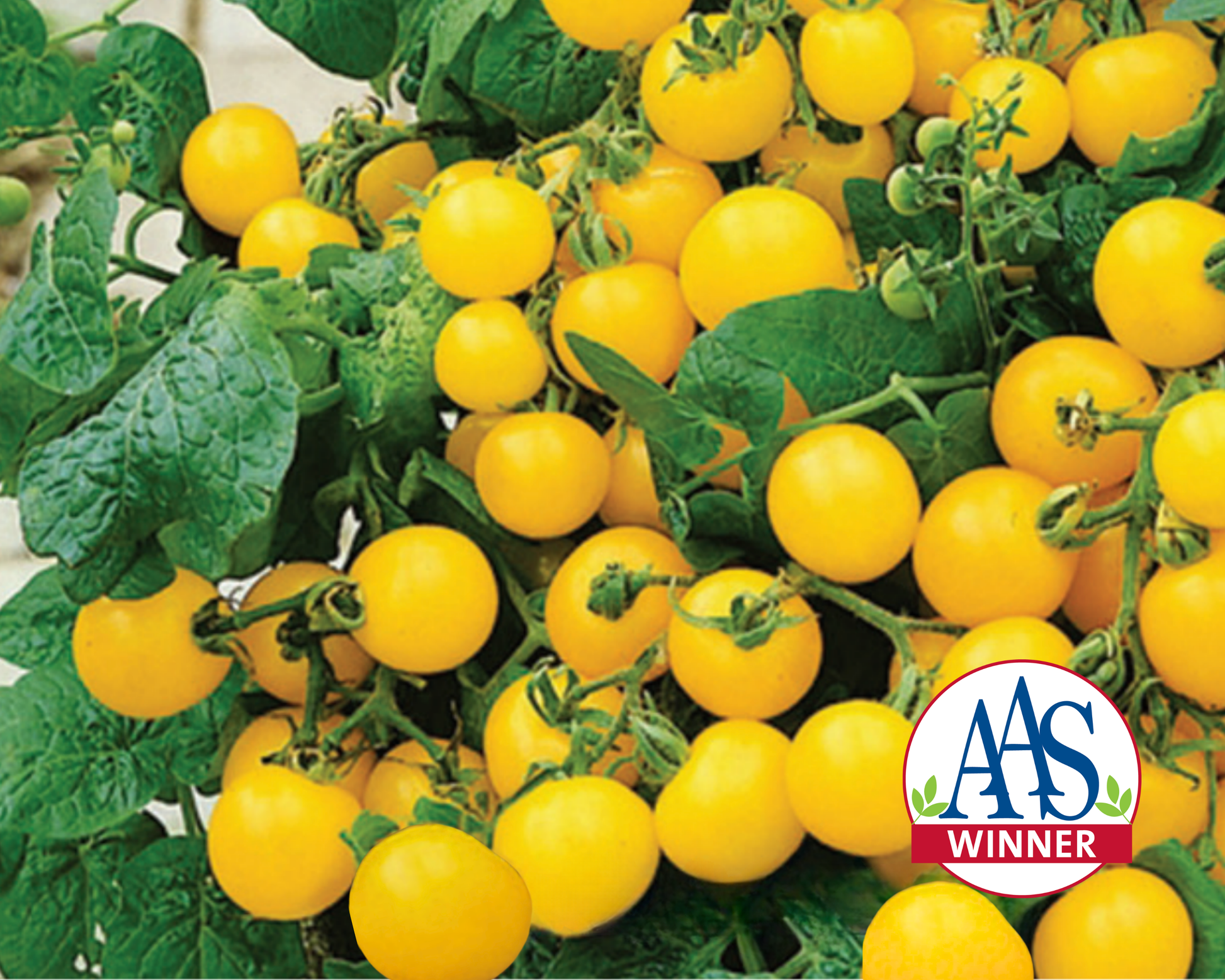 Yellow hybrid tomato seeds from Seeds 'n Such in a packet, ideal for patio gardening, with 25 to 30 seeds inside.