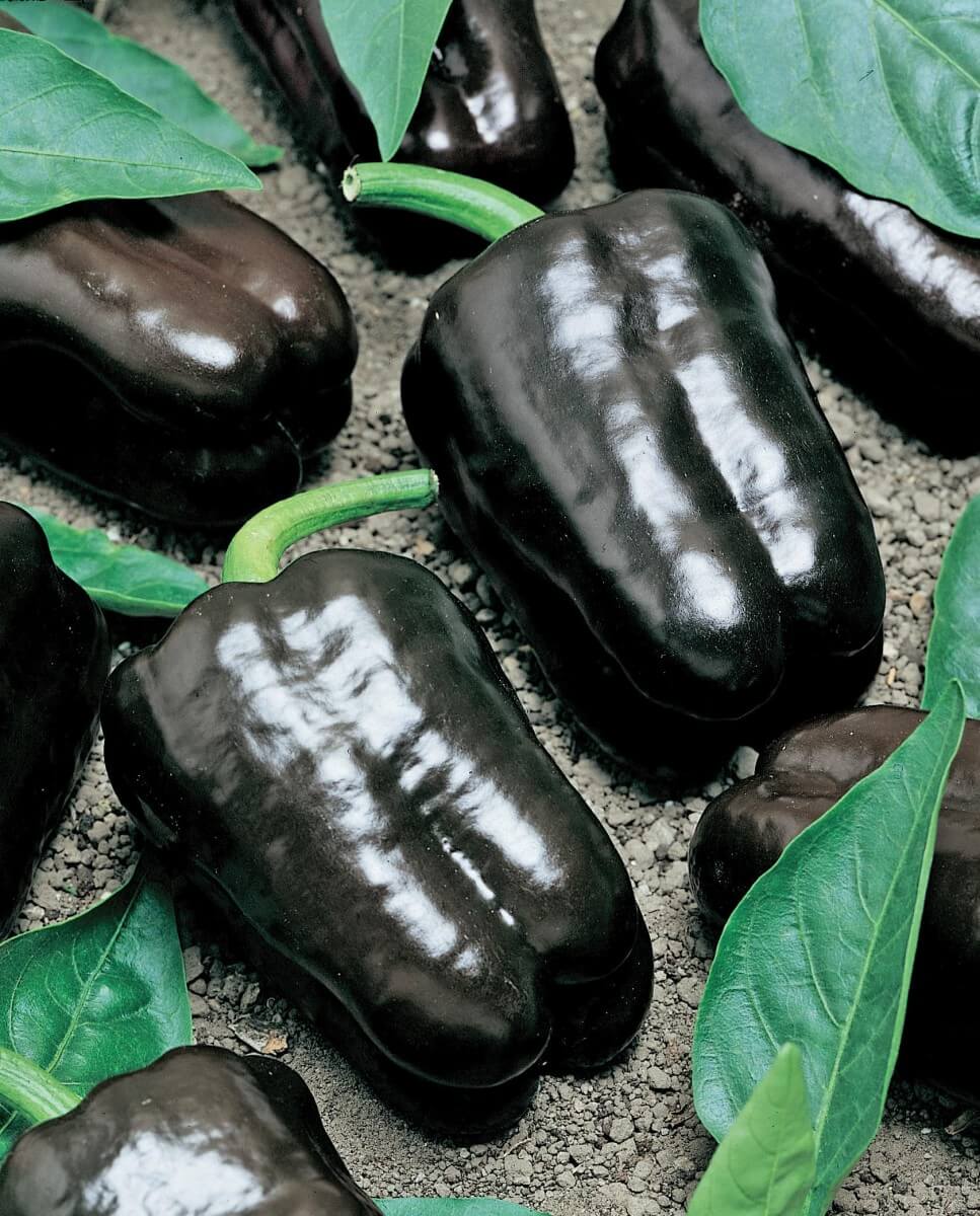 Purple Beauty Bell Pepper Seeds packet from Seeds 'n Such showing 25 to 30 seeds in a colorful packet.