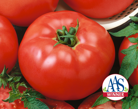 Red Brandymaster Hybrid Tomato Seeds packet from Seeds 'n Such with 25-30 seeds for gardening or planting.