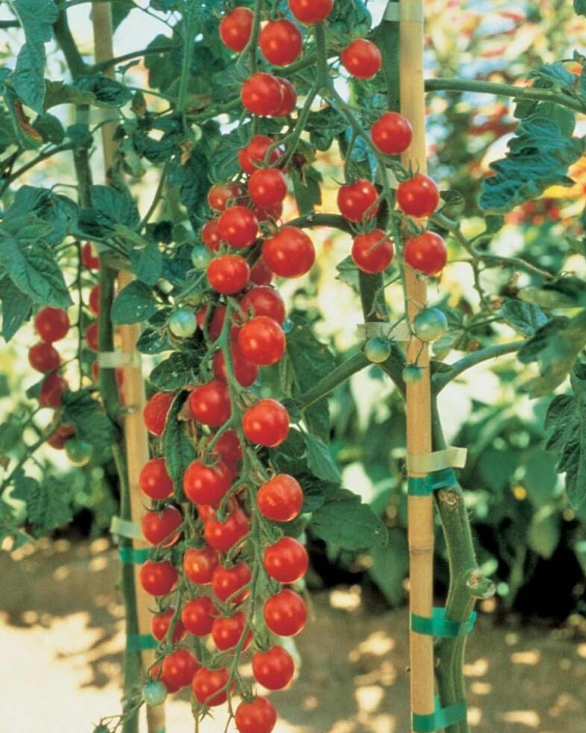 Packet of Seeds 'n Such Sweet Million Hybrid Tomato Seeds with 25 to 30 seeds for planting.