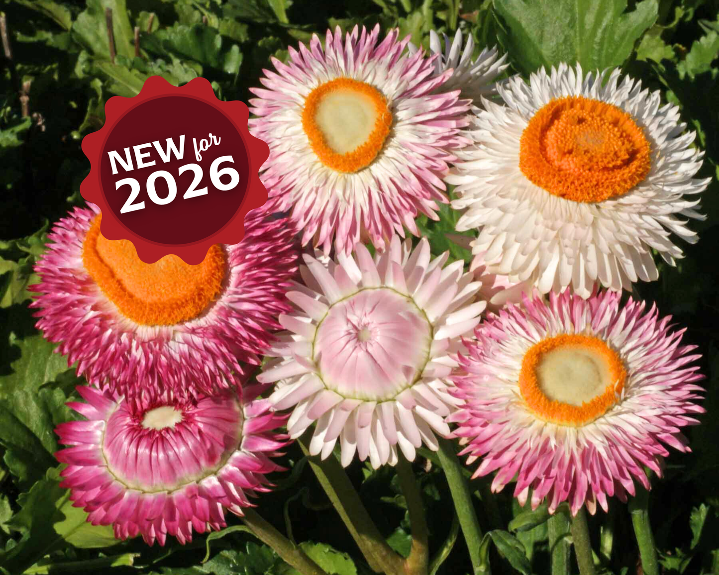 Dwarf Mix Strawflower Seeds packet by Seeds 'n Such showing colorful flower seeds for planting and garden growth.