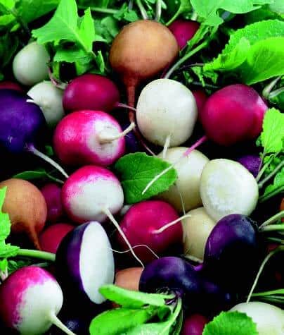Packet of Seeds 'n Such Fiesta Blend Radish seeds, featuring colorful radish varieties for planting and growing.