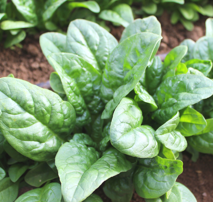 Green Beret Hybrid Spinach Seeds packet by Seeds 'n Such, showing vibrant green spinach seed package with 250 seeds.