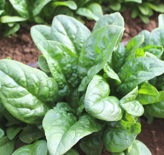 Green Beret Hybrid Spinach Seeds packet by Seeds 'n Such, showing vibrant green spinach seed package with 250 seeds.