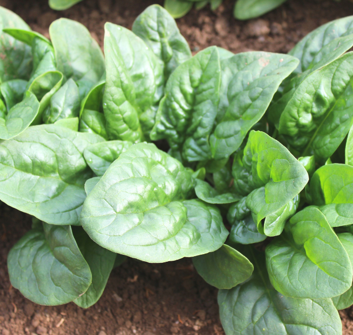 Green Beret Hybrid Spinach Seeds packet from Seeds 'n Such, showing vibrant green seeds in a resealable packet.