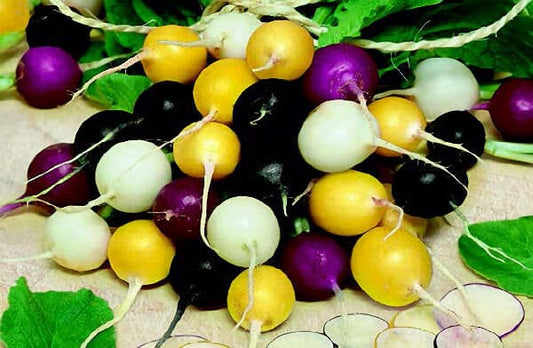 Packet of Seeds 'n Such Halloween Mix Radish Seeds showing colorful radish seed packet for planting.