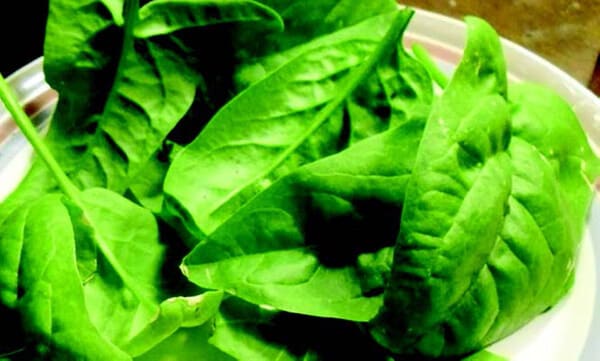 Packet of Seeds 'n Such Olympia Hybrid Spinach with 250 seeds showing vibrant green spinach leaves on the packaging