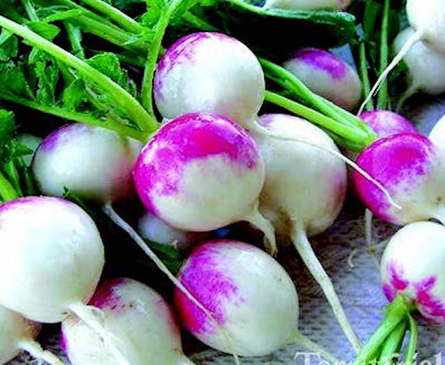 Red Head Radish Seeds packet by Seeds 'n Such showing 250 seeds for home gardening or planting.