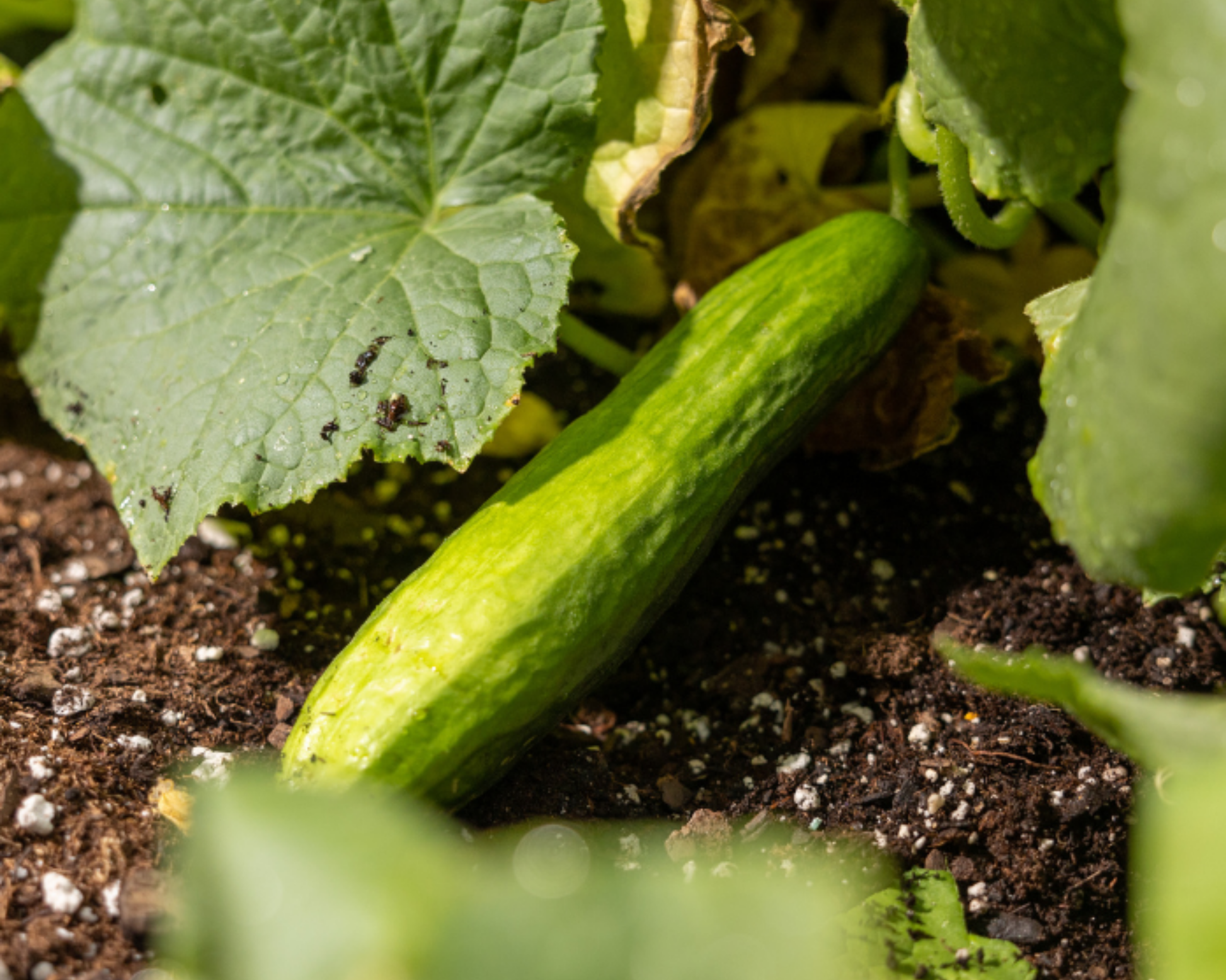 Beit Alpha cucumber seeds packet from Seeds 'n Such, 30 seeds for growing fresh, crisp cucumbers in a home garden.