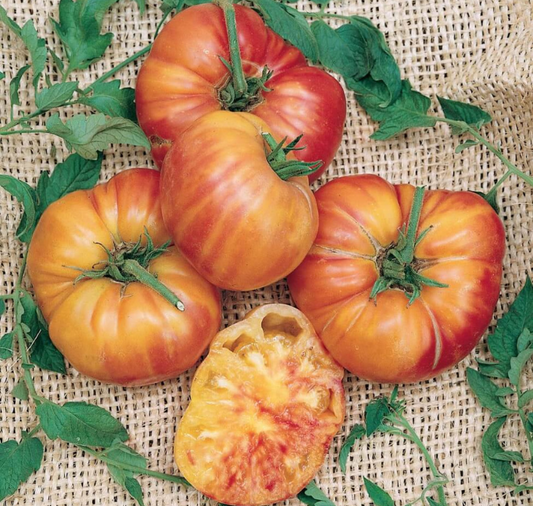 Packet of Seeds 'n Such Big Rainbow Tomato Seeds showing colorful seed packet for vibrant heirloom tomato variety