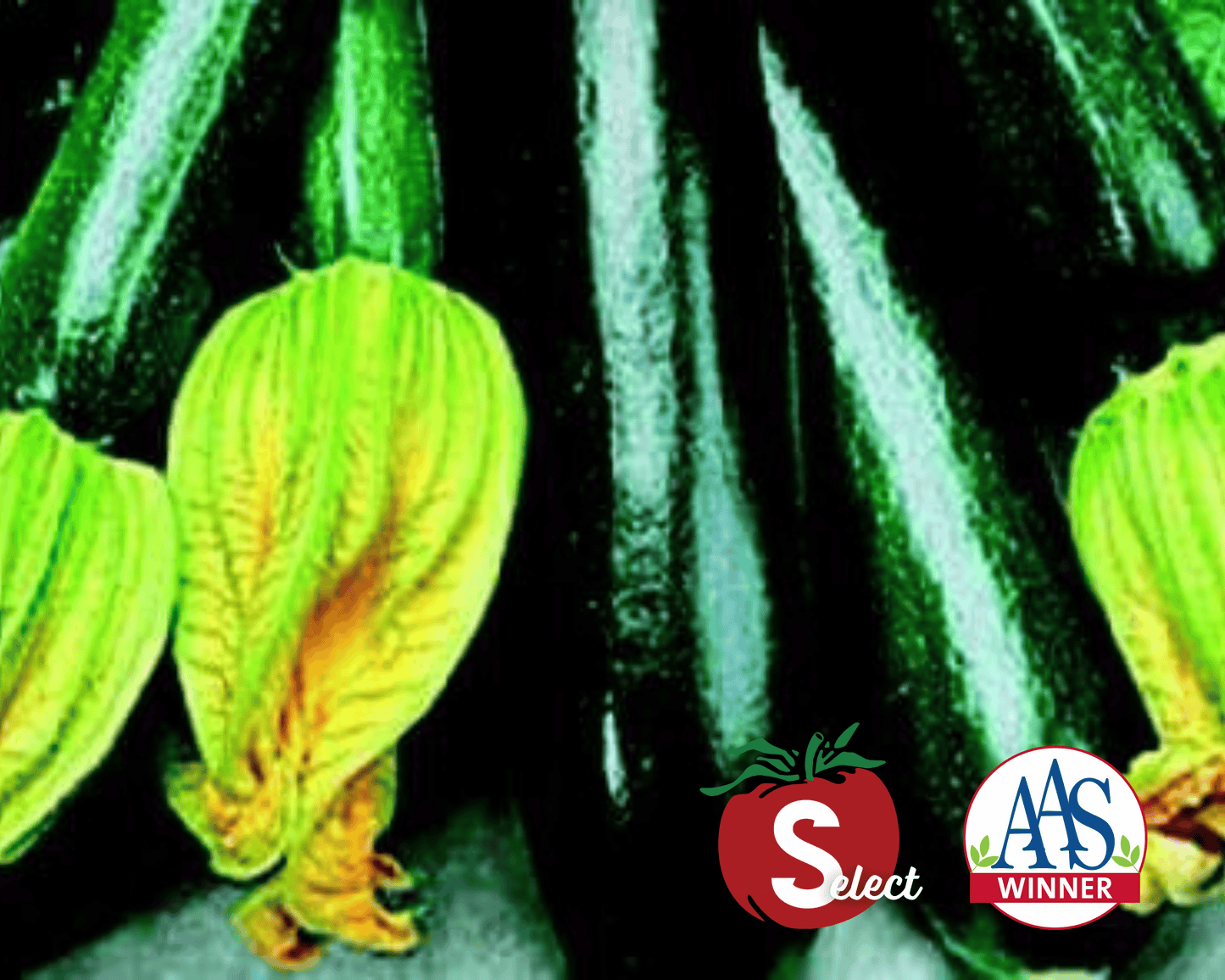 Black Beauty zucchini squash seeds packet from Seeds 'n Such, featuring 30 seeds for planting this popular vegetable.