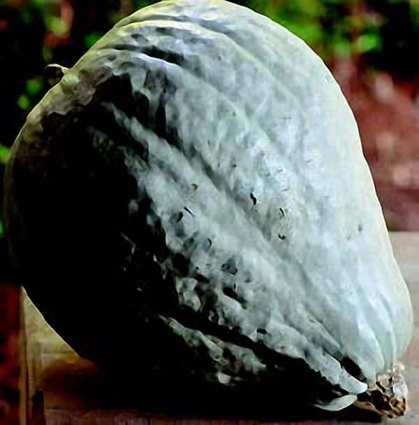 Blue Hubbard winter squash seeds from Seeds 'n Such in a packet with 30 seeds, ready for planting.