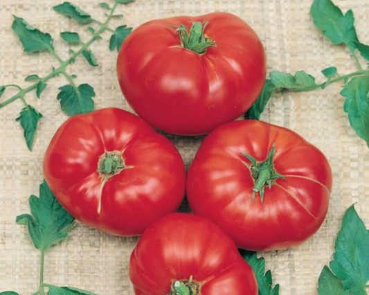 Box Car Willie tomato seeds packet from Seeds 'n Such, featuring 30 seeds of the heirloom tomato variety.