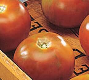 Packet of Seeds 'n Such Burpee Long-Keeper Tomato Seeds showing 30 seeds in a colorful packet.