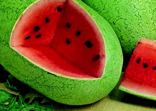 Packet of Seeds 'n Such Charleston Grey Watermelon Seeds with 30 seeds in a clear packet showing watermelon seed image.