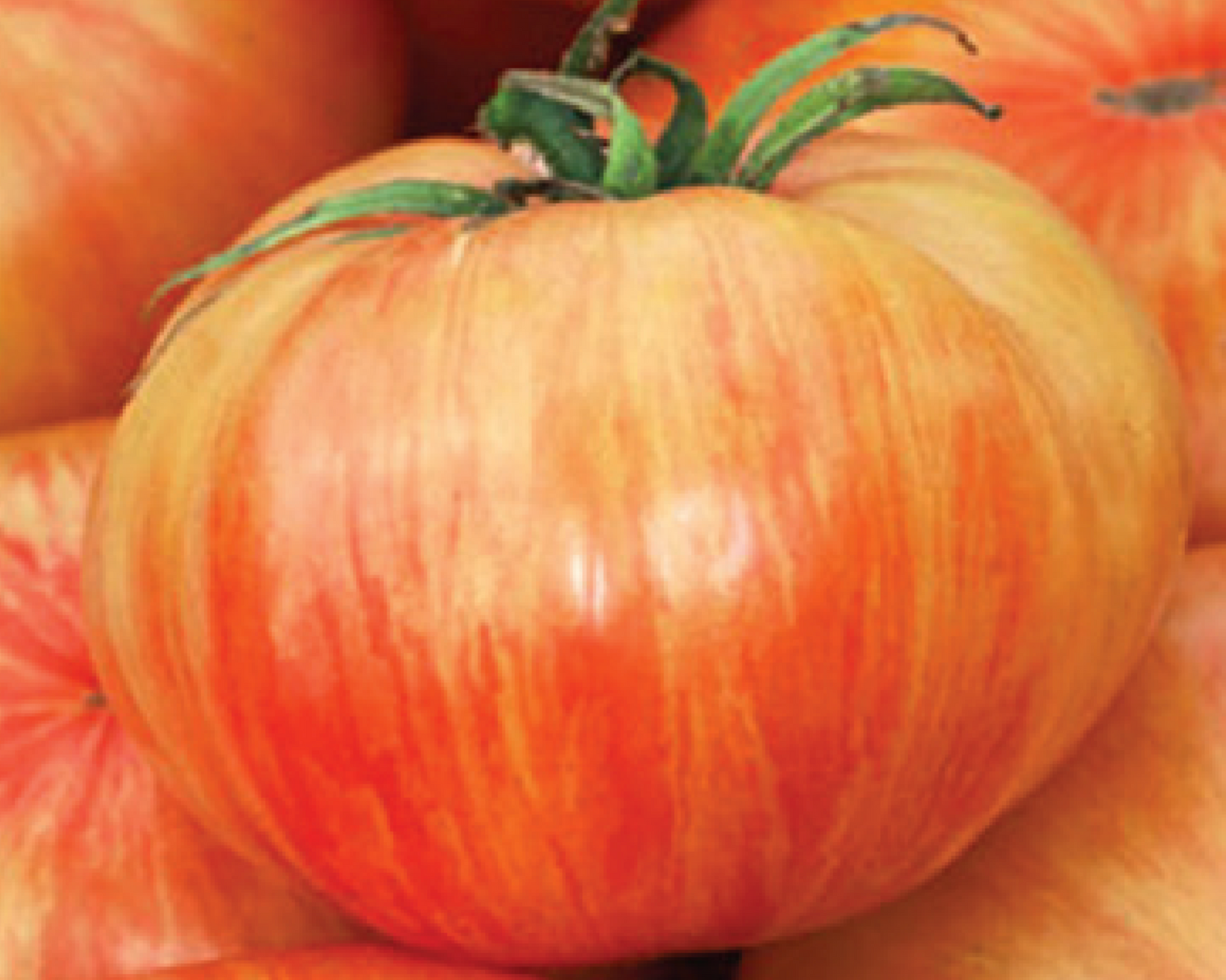 Packet of Seeds 'n Such Copia Tomato Seeds with 30 seeds for planting and growing healthy tomato plants.