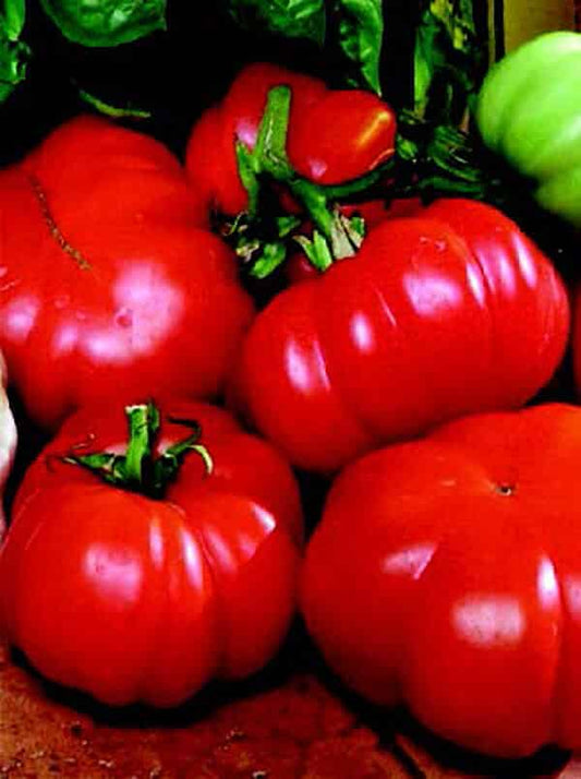 Costoluto Genovese tomato seeds packet by Seeds 'n Such with 30 seeds for planting and growing heirloom tomatoes.