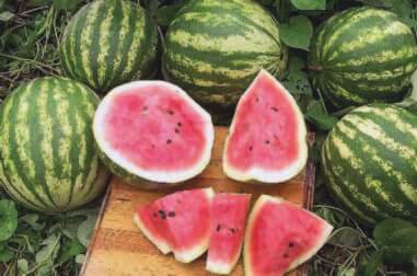Packet of Seeds 'n Such Crimson Sweet Watermelon Seeds showing 30 seeds in a colorful package.