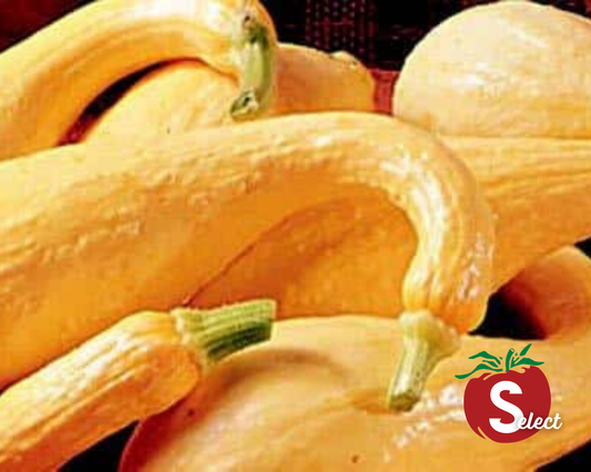 Packet of Seeds 'n Such Early Golden Summer Crookneck Squash Seeds showing bright yellow squash seeds for planting.
