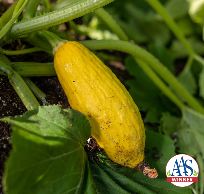 Packet of Seeds 'n Such Early Prolific Straightneck Summer Squash Seeds showing 30 seeds in a colorful packet.