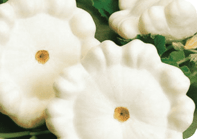 Packet of Seeds 'n Such Early White Bush Scallop Summer Squash seeds showing 30 seeds in a labeled packet.