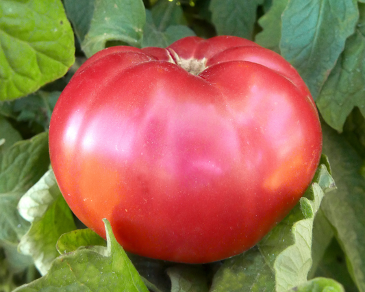 Packet of Seeds 'n Such Giant Belgium Tomato Seeds showing 30 seeds for planting and gardening.