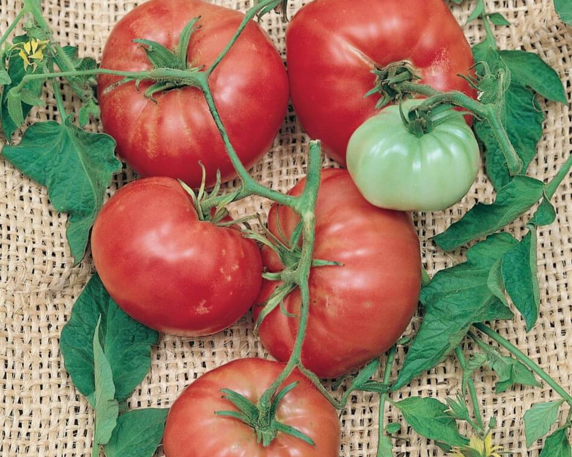 Packet of Seeds 'n Such Italian Tree Tomato Seeds showing 30 seeds in a clear packet for planting and gardening.