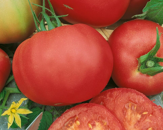 Packet of Marianna's Peace Tomato Seeds by Seeds 'n Such, showing 30 seeds inside a clear seed packet.