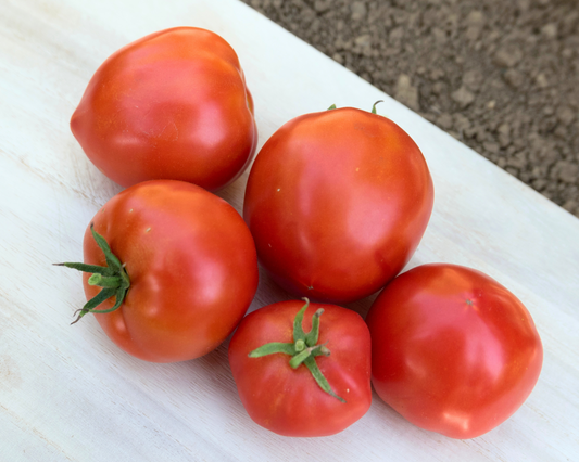 Packet of Seeds 'n Such Mountain Pride Hybrid Tomato Seeds showing 30 seeds in a colorful packet.
