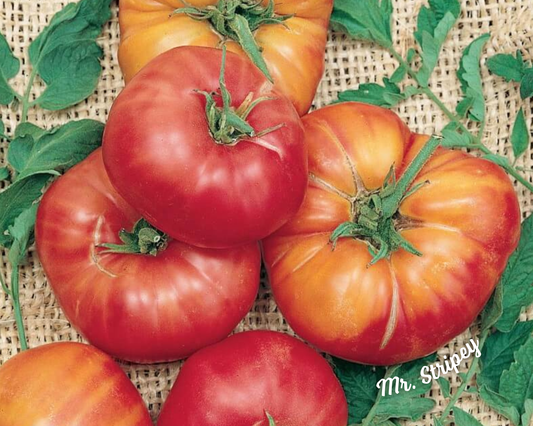Packet of Mr. Stripey Tomato Seeds from Seeds 'n Such showing bright striped tomato seeds and vibrant seed packet.