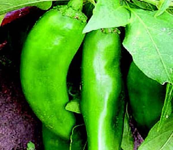 Packet of Numex Joe E. Parker pepper seeds from Seeds 'n Such, showcasing bright seed grains in a clear packet.